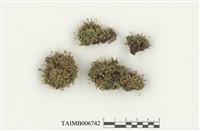 藏品(北方捲葉苔)的圖片